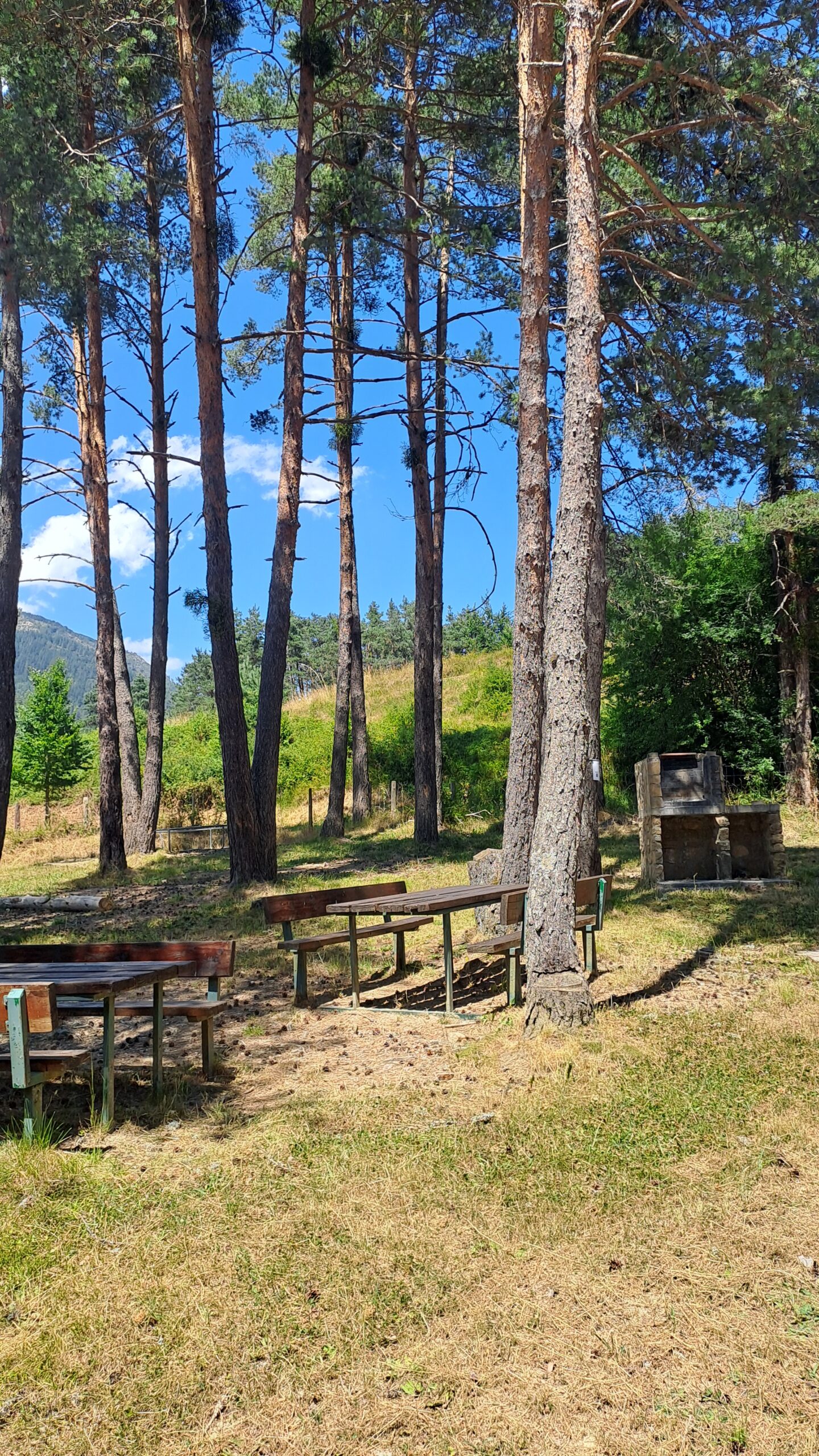 Zona de barbacoas del Camping Asolaze entre pinos, con mesas de picnic y parrilla al aire libre
